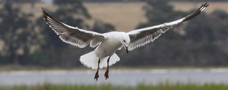Silver Gull by Peter Ward Lake Tyers 2011