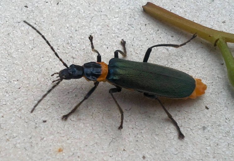 Soldier Beetle at Lake Tyers Beach