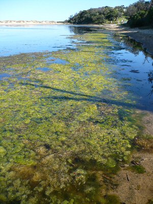 Algae Lake Tyers