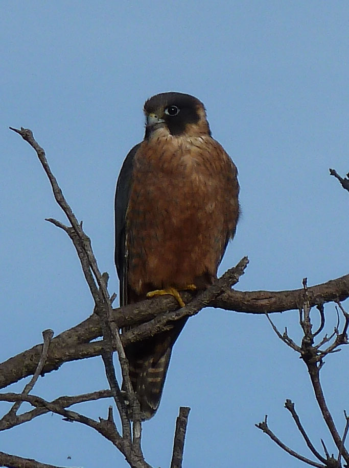 hawk at Lake Tyers Beach