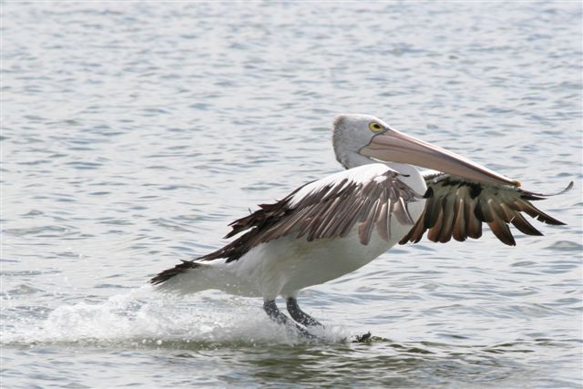 Pelican by Malcolm Daff