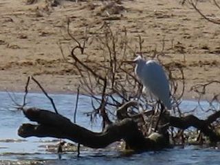 White Heron at Lake Tyers Beach