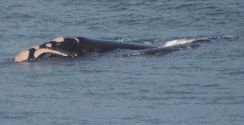 Whales Mother and calf off Lake Tyers Beach