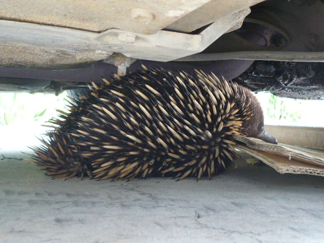 Echidna at Lake Tyers Beach