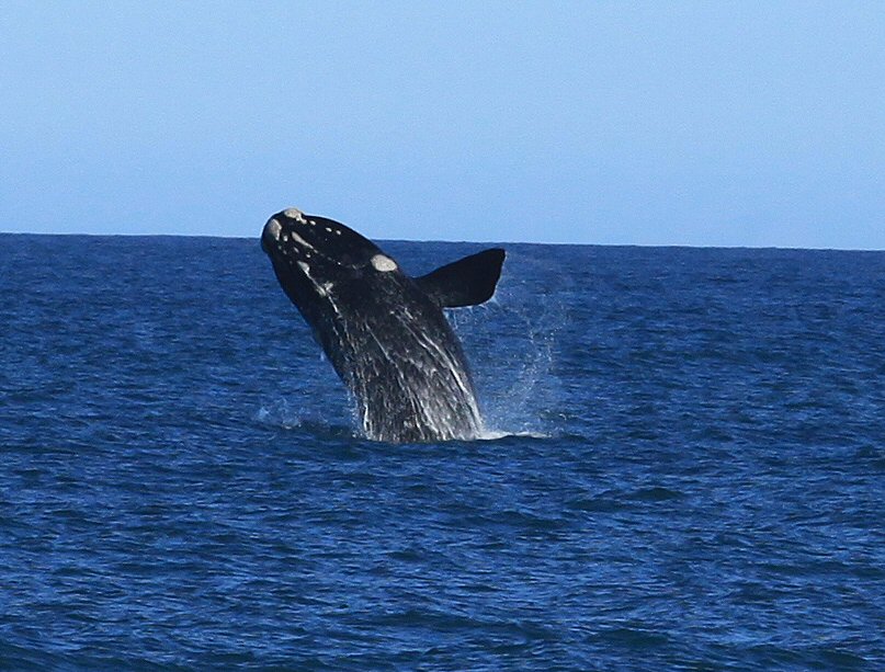 Whale at Cape Conran