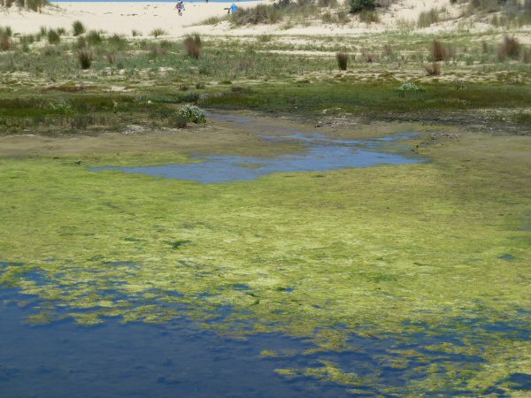 Lake With Algae