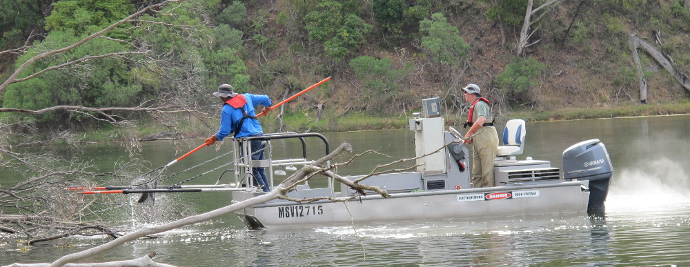 Electro Fish Surveying at Lake Tyers