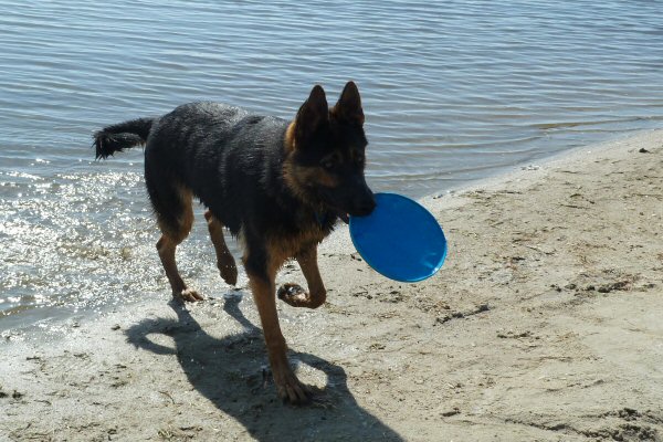 Airie  Jacinta's dog Lake Tyers Beach
