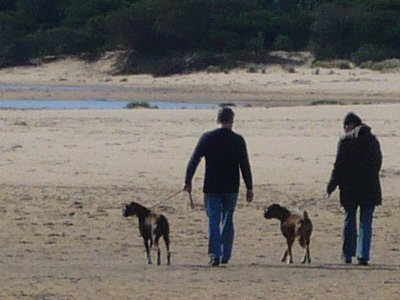 Walking Dogs Lake Tyers Beach