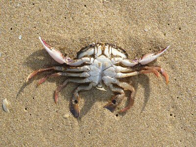 Sand Crab on the Beach