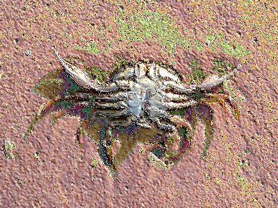 Sand Crab with processing