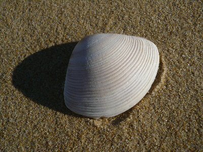 Shells at Lake Tyers Beach