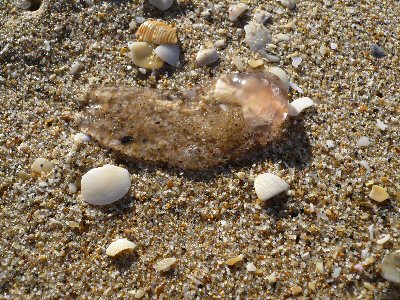 Shells at Lake Tyers Beach