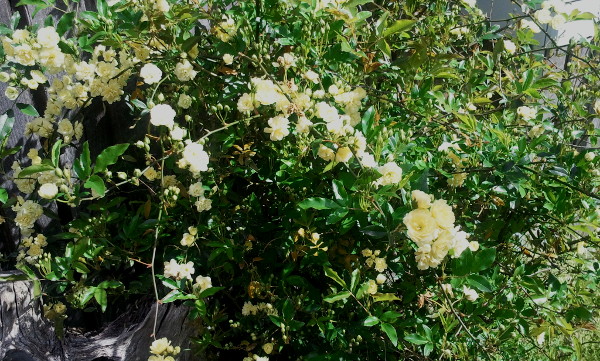 yellow flowers Oneonta at Lake Tyers Beach