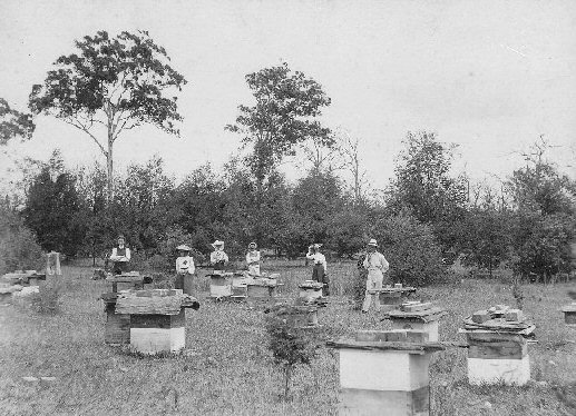 Bee Hives at Lake Tyers