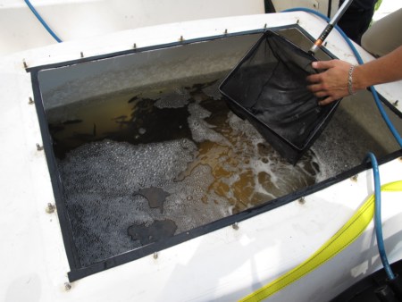 Mulloway Fingerlings Scooped out of holding tanks