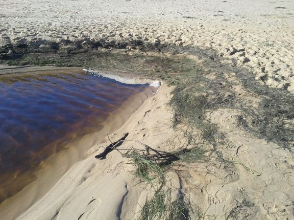 Storm damaged Weed at Lake Tyers Beach sandbar