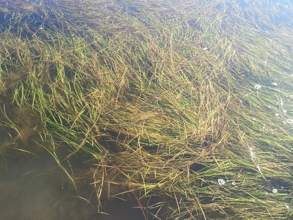 Weed Beds at Lake Tyers Beach