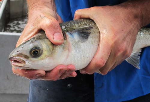 Unusual Fish at Lake Tyers