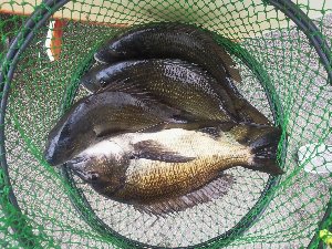 Bream caught at Lake Tyers Beach May 2014