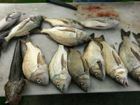 An excellent day on the Bream at Lake Tyers