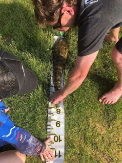 Measuring up an 80cm caught off the bank  at Lake Tyers