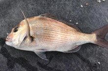 A large Snapper for Lake Tyers.