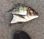 25cm Bream hooked, then attacked by a Tailor @ Lake Tyers