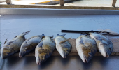 Another nice haul, Number 2 Jetty Lake Tyers Beach